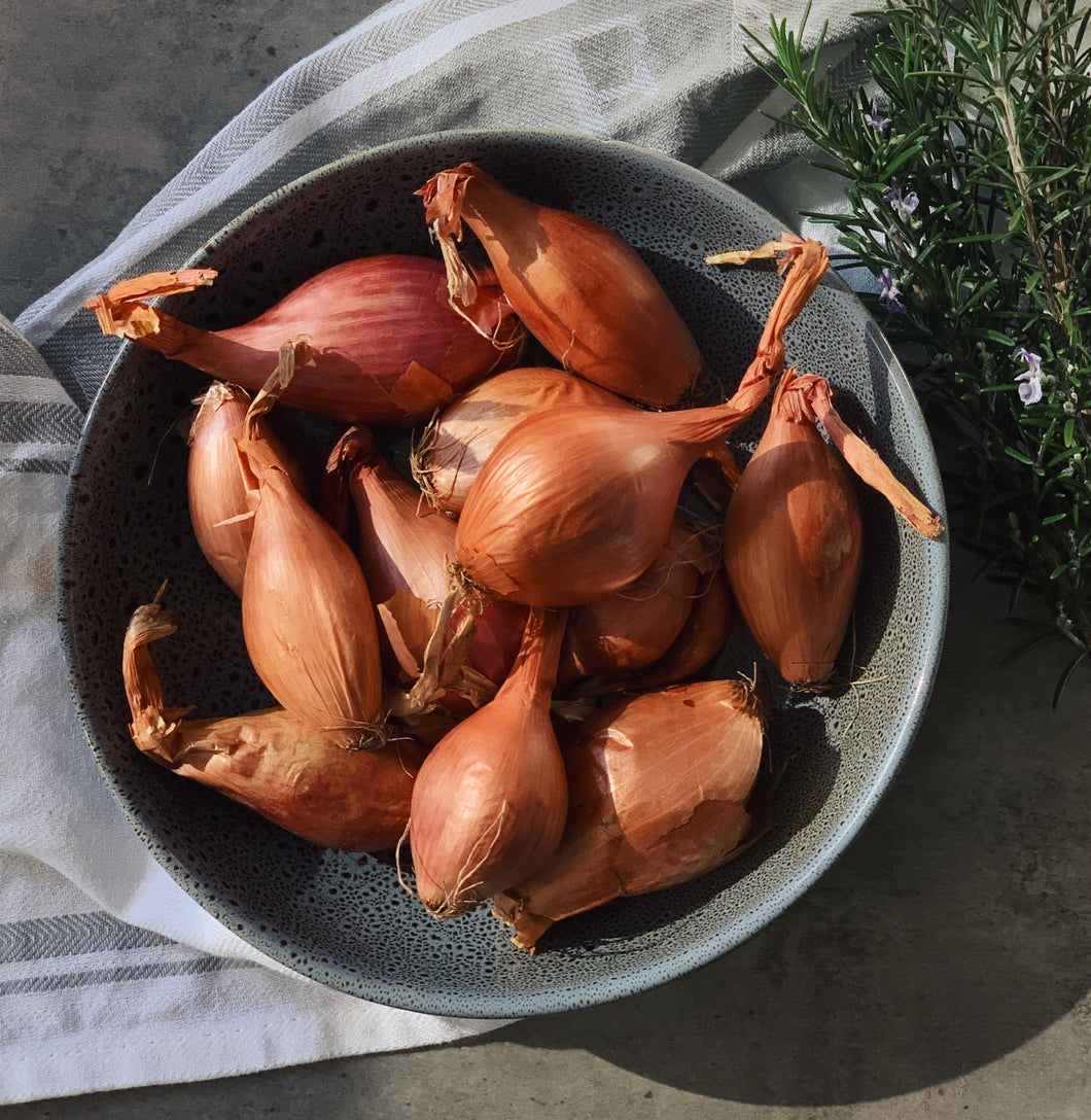 Shallots Golden 6pk