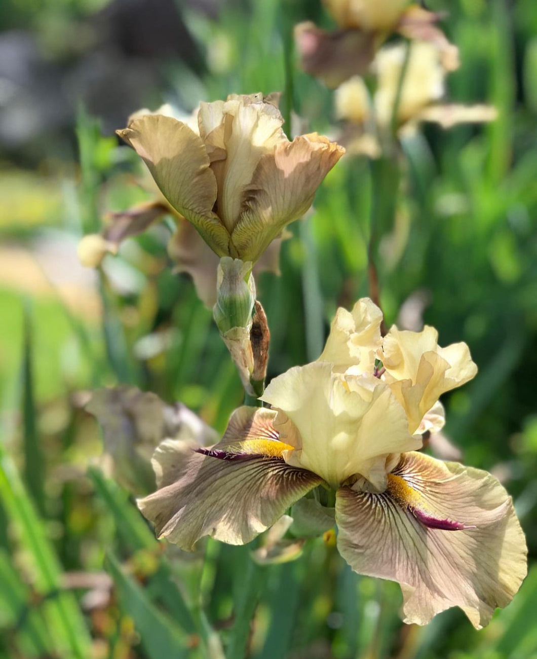 Bearded Iris Thornbird