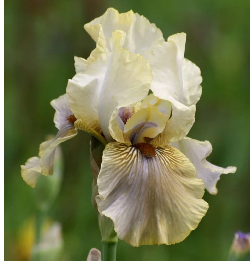 Bearded Iris Green & Gifted