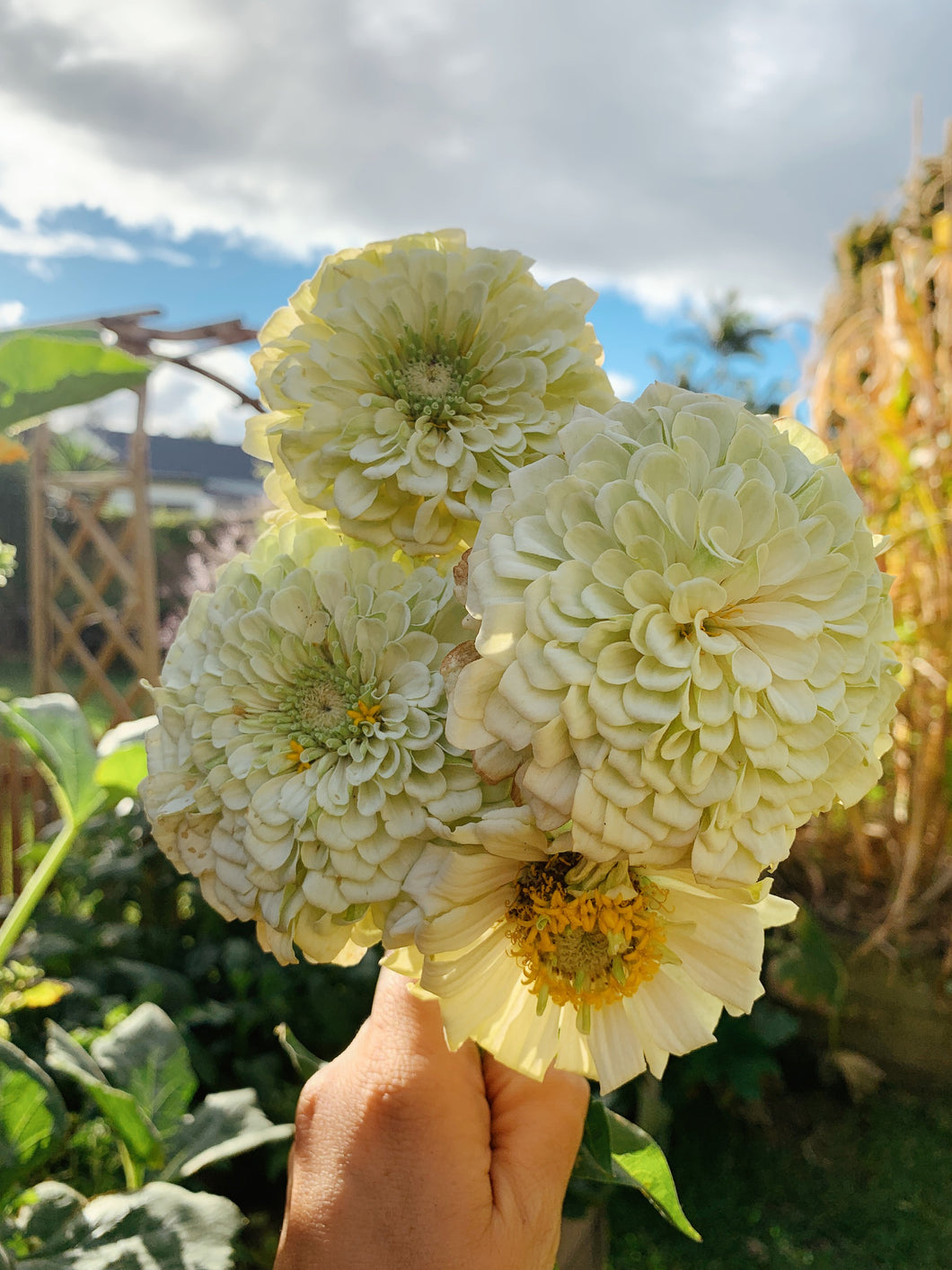 Zinnia Benary's Giant White