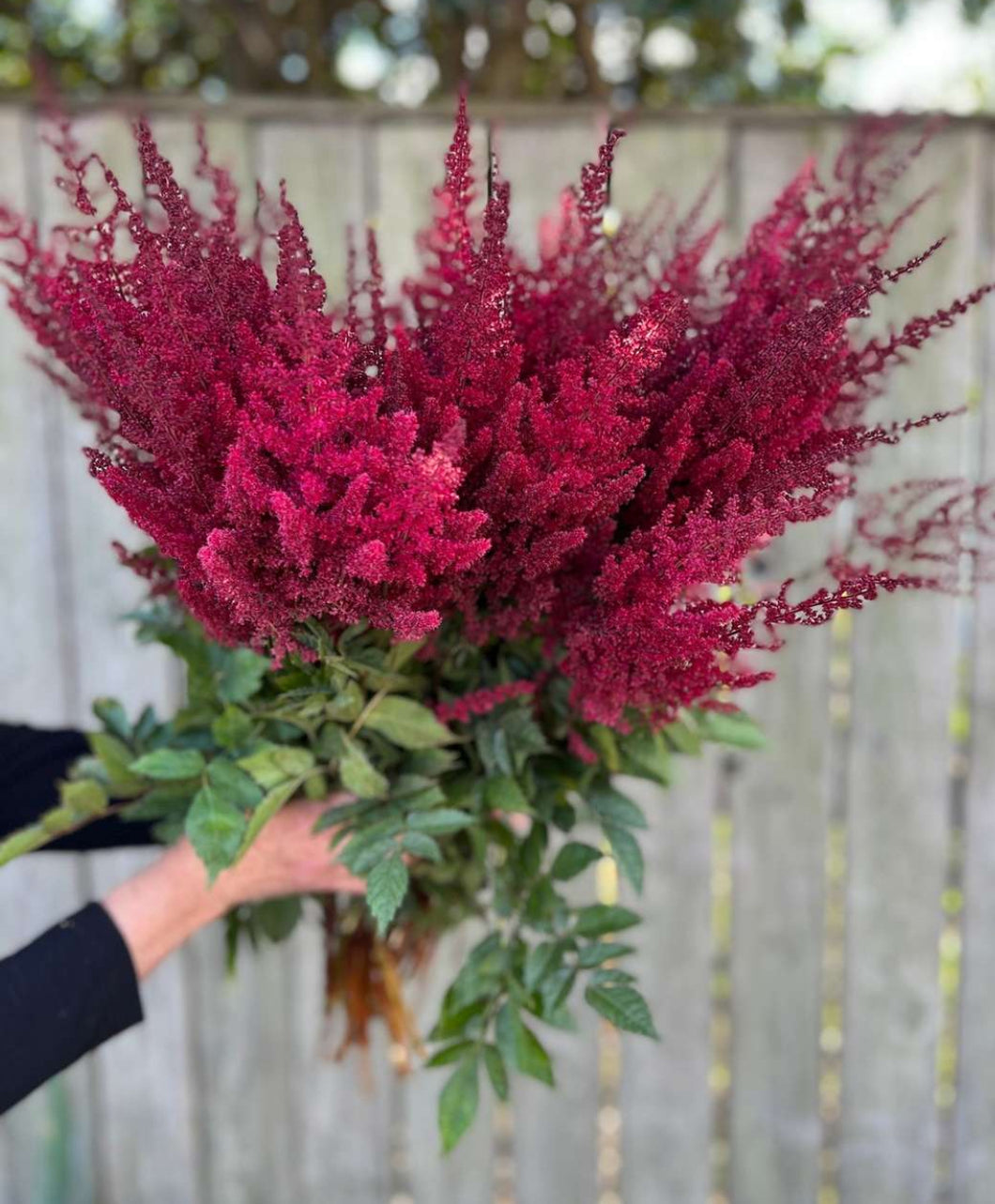 Astilbe Red 1pk