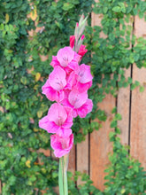 Load image into Gallery viewer, Gladiolus Pink Event
