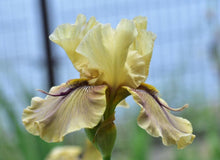 Load image into Gallery viewer, Bearded Iris Thornbird
