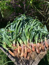 Load image into Gallery viewer, Shallots Golden 6pk
