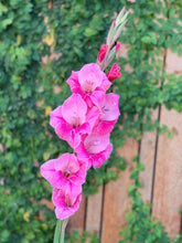 Load image into Gallery viewer, Gladiolus Pink Event
