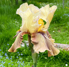 Load image into Gallery viewer, Bearded Iris Thornbird
