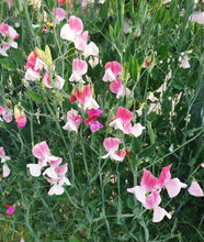 Load image into Gallery viewer, Sweet Pea Maybe Painted Lady
