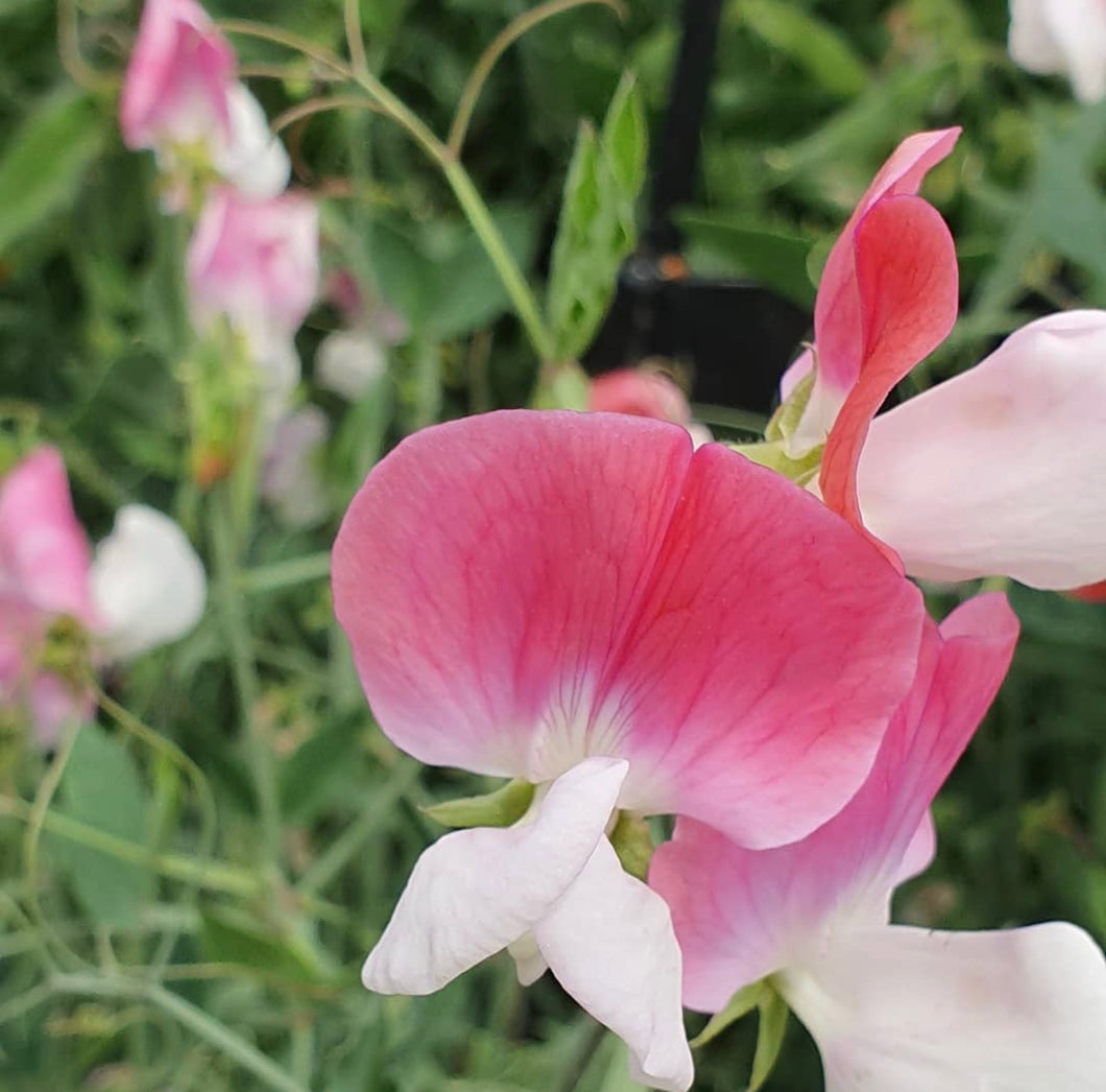 Sweet Pea Maybe Painted Lady