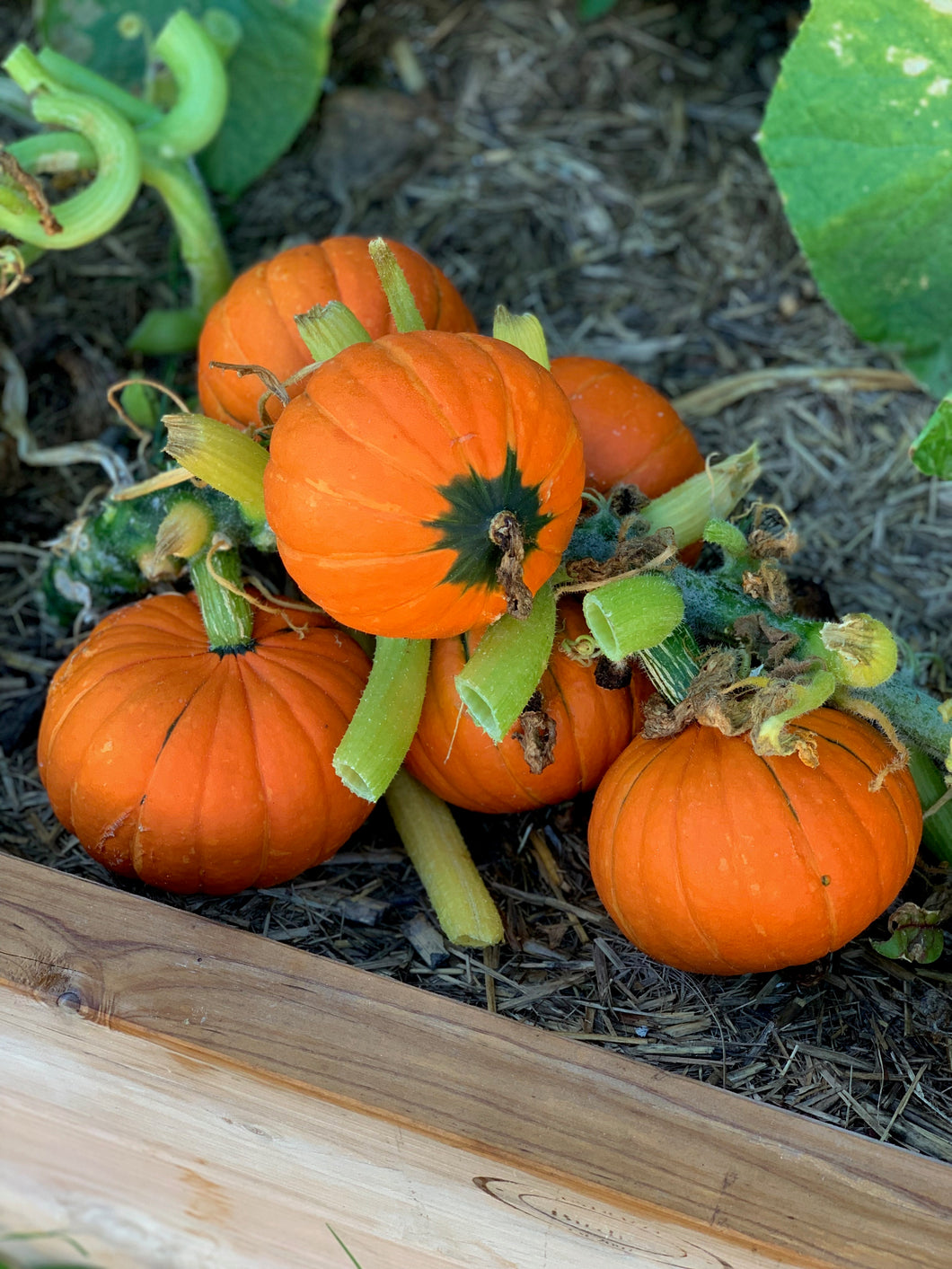 Pumpkin Golden Nugget