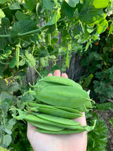 Load image into Gallery viewer, Snow Pea Mammoth Melting
