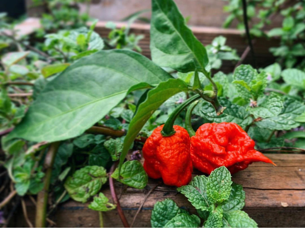 Chilli Carolina Reaper